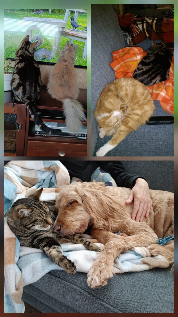 A tale of three cats (and a dog)